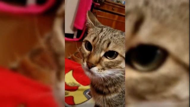 Кот ест мороженое! смотреть онлайн