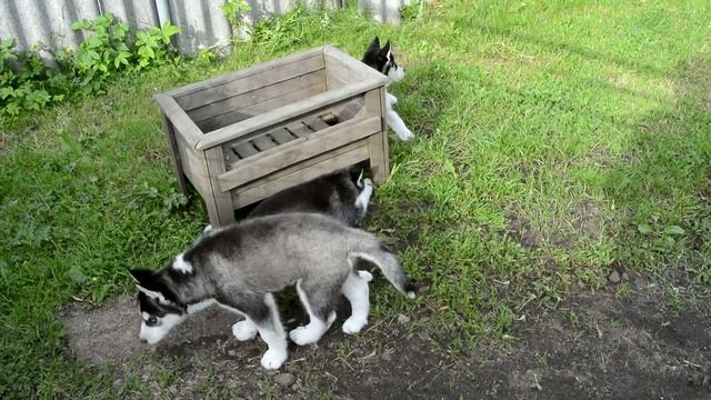 Дети Диадемы лето 2014г смотреть онлайн