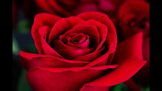 Роза. Песня. смотреть онлайн