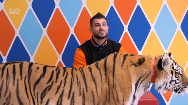 Ген хищника и полосатая «татарочка». Как дрессируют тигров смотреть онлайн