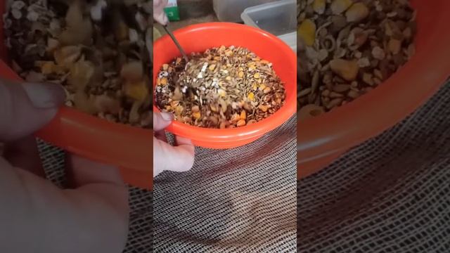 Зерно смесь для крыс??? чем я кормлю своих крыс.... смотреть онлайн