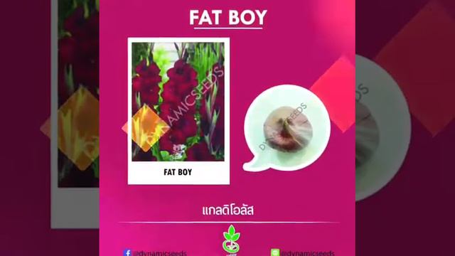 หัวแกลดิโอลัส นำเข้าจากประเทศฮอลแลนด์ จากบริษัทไดนามิคพันธุ์พืช смотреть онлайн