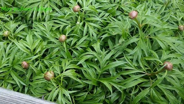 Прошлась по огороду. Зачем и как я делаю подушку из хмеля? смотреть онлайн