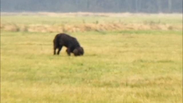 Deutsch Langhaar Ando vom Hollbaeck смотреть онлайн