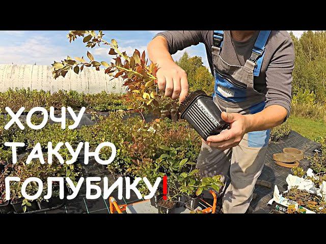 ГОЛУБИКА В ХОЛОДНОМ КЛИМАТЕ | ПОЧЕМУ КРАСНЕЮТ ЛИСТЬЯ? | ВКУС ЯГОДЫ смотреть онлайн
