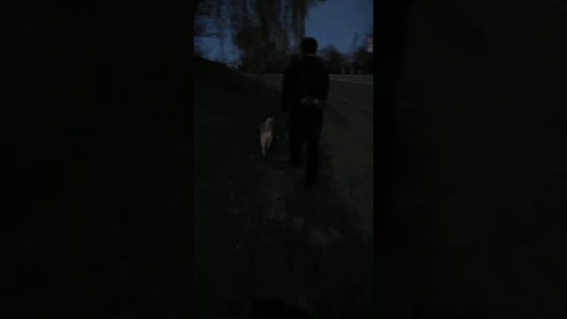 Идем домой. А сколько вы гуляете с собакой? смотреть онлайн
