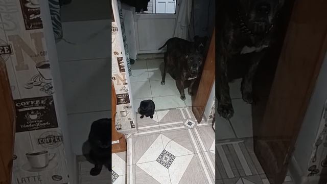 Стафы и Боря Бесконечная кормёжка...проглистованы все...