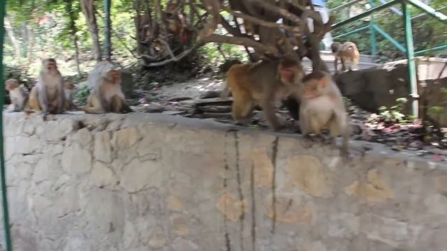The Monkey Temple (Swayambhunath) - Kathmandu, Nepal