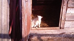 Козы ламанча