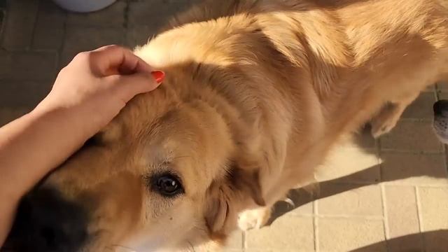 Алабайка Роза меня укусила при обработках. Стал сильно кровоточить шов. Вилли и Линду на вакцинацию смотреть онлайн