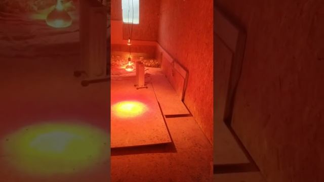 Мои месячные Цыплята доминант и Ломан Браун Уайт, чем я их кормлю. смотреть онлайн