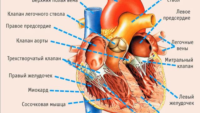 Бобёр Расскажет!!-как работает сердце? смотреть онлайн