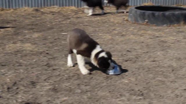 MVI 9385 Продажа  щенков  САО