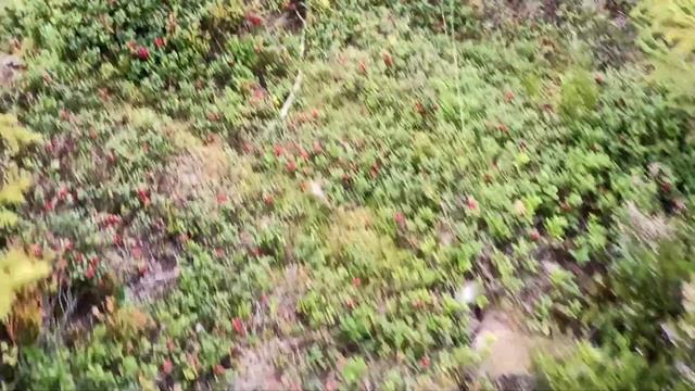 Финляндия сбор брусники, последняя поляна (біля палатки) смотреть онлайн