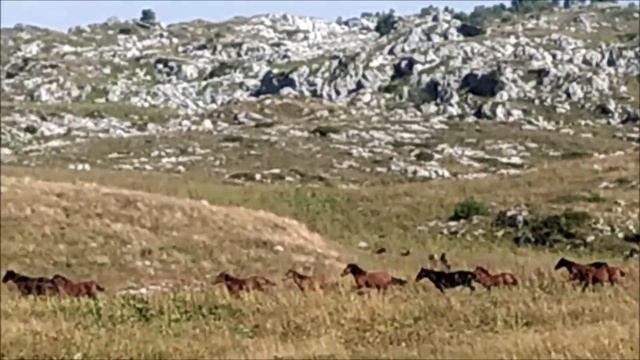 Лошадки на плато Лаго-Наки смотреть онлайн