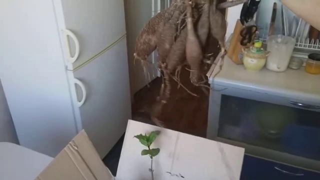 ПРЕДЗАКАЗ 2019. АГРОМАРКЕТ. смотреть онлайн