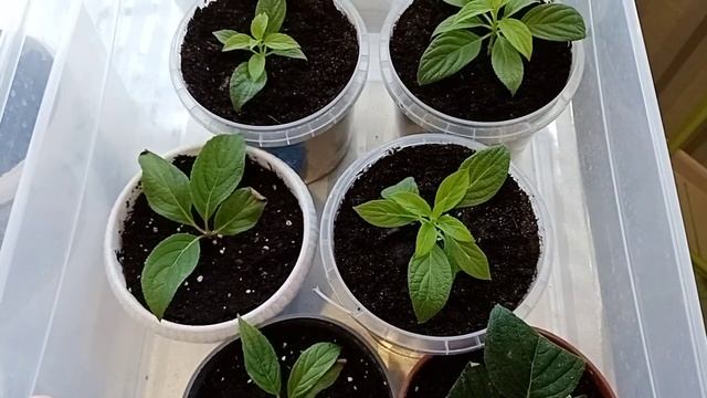 Результат осеннего черенкования метельчатой гортензии. клещ на гортензиях. смотреть онлайн