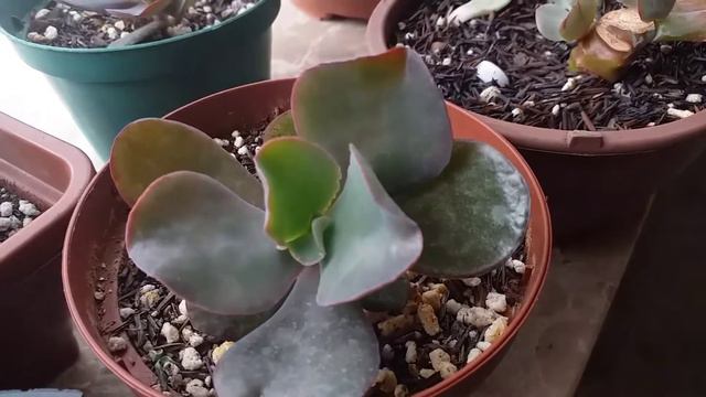 Echeveria Linguas/ Echeveria New Heights/Echeveria Goliath/Echeveria Ruby Lady/atualizações 🌸