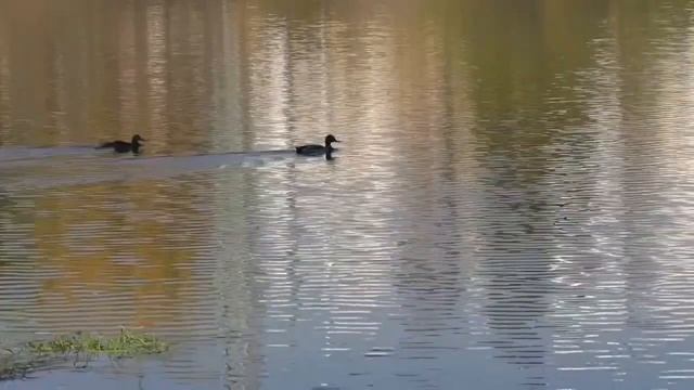 Спасатели подвели итоги купального сезона в Новомосковске и напомнили правила безопасности на воде смотреть онлайн