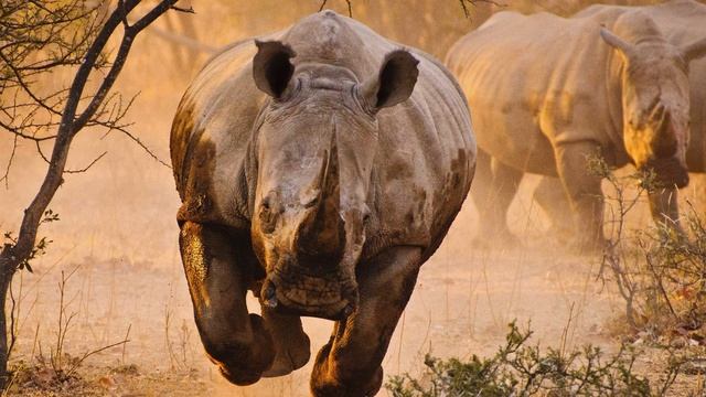 Картинка животное. Бегущий носорог. jpg смотреть онлайн