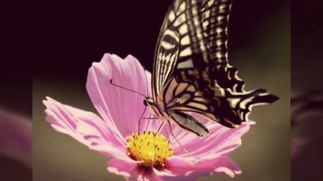 Красота бабочек смотреть онлайн