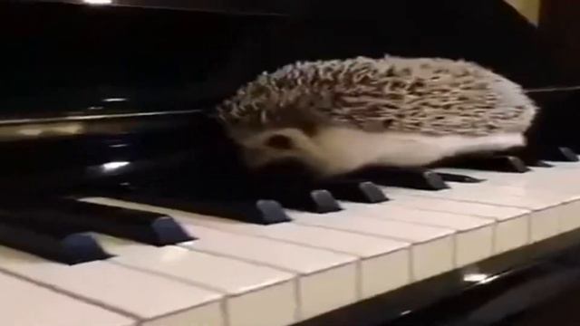 Маэстро ежик играет на пианино мелодии из игр смотреть онлайн
