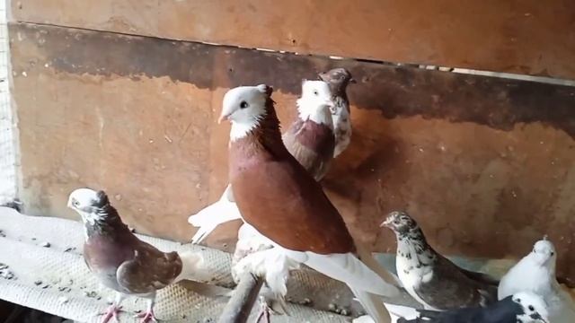 Белохвосты (УЗБЕКСКИЙ) смотреть онлайн