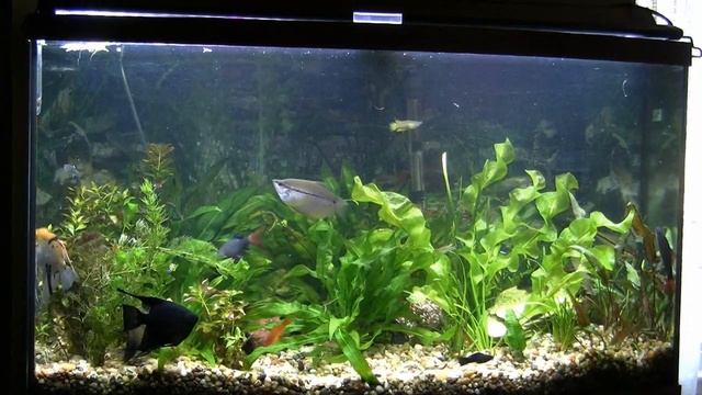 Jim's fish room update "Trouble in Paradise" 3/20/2021 смотреть онлайн