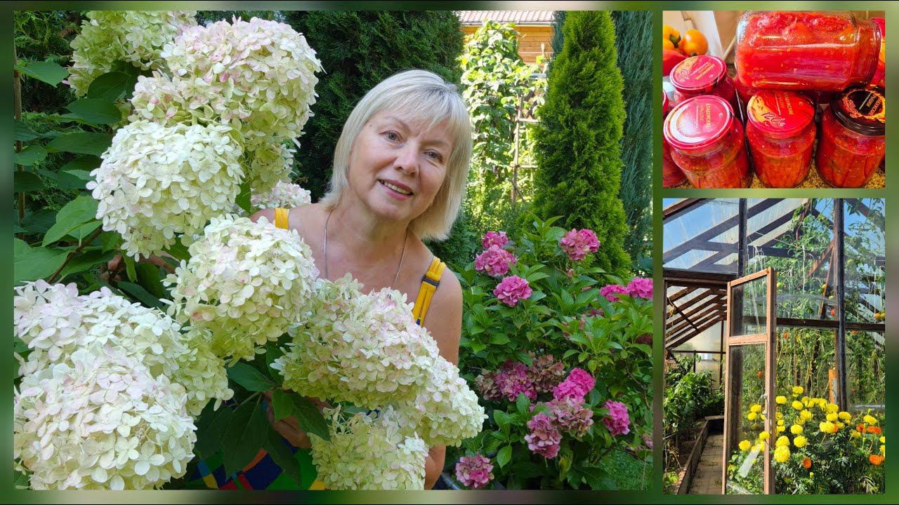 Дачные заботы.Готовим сад к зиме. ГОЛУБИКА Делюсь опытом.ПОМИДОРЫ в собственном соку смотреть онлайн