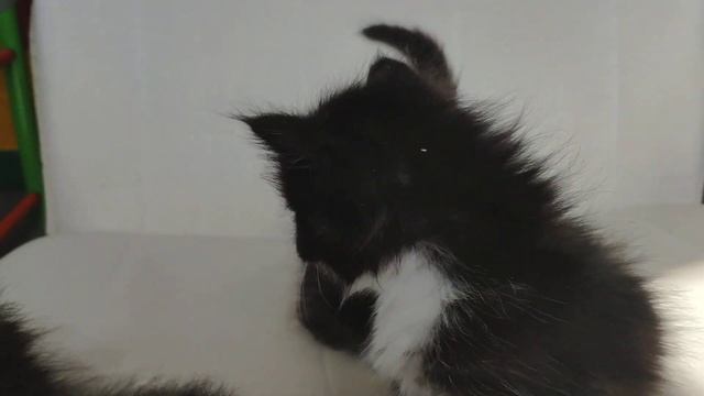 Котята мейн-кун полидакты играют. Возраст 1 месяц. смотреть онлайн