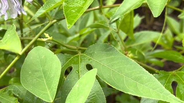 Passionflower, The Herb for Anxiety, Stress, and Insomnia смотреть онлайн