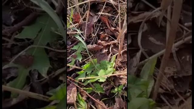 Ловля кеты на воблер 90 мм (25 гр) от Mr. Musurok