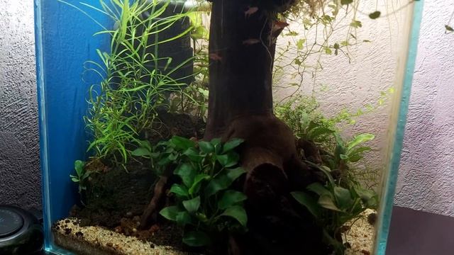 А как там кубик-инсулариум поживает? смотреть онлайн