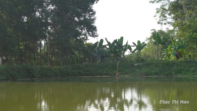 OMG ! Biggest python snake attack my farm to eat chicken - Prevent promptly - Chúc Thị Mán смотреть онлайн