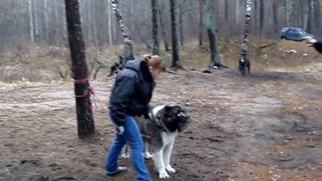 Инжир Мишаня. КО. 3.5 года. ( 2 ) смотреть онлайн