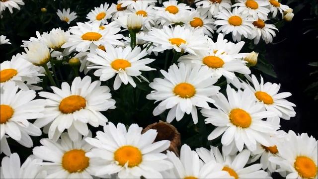 Best Perennials - Leucanthemum Whoops-a-Daisy (Shasta Daisy) смотреть онлайн