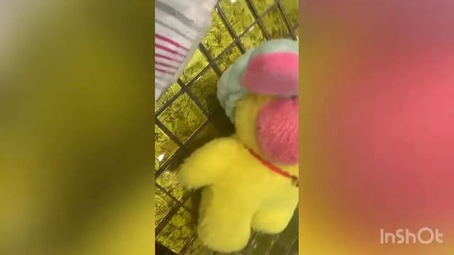 Как я ухаживаю за уточкой лалафанфан?? смотреть онлайн