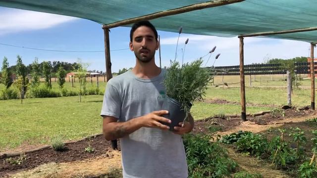 Lavanda Francesa o dentada. Para qué sirve ??. Los jardines del Pajaro смотреть онлайн