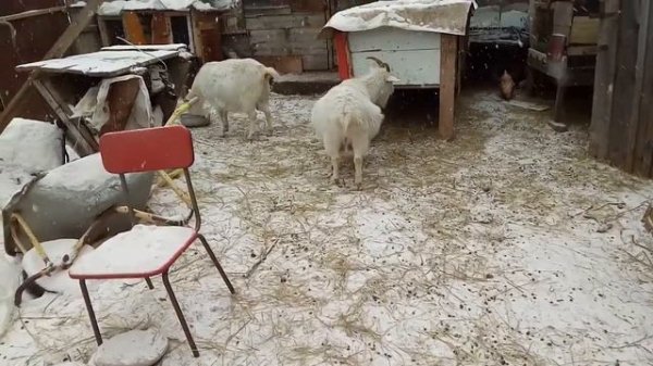 Когда козы психуют, вызываем козла на помощь...