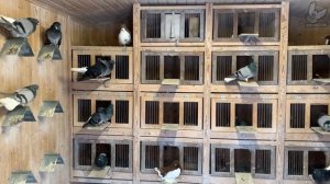 Николаевские голуби. Серые и сизые белохвостые. В гостях у Прокофьева С.М.