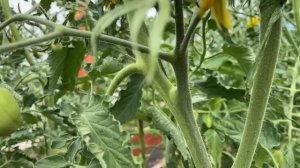 Схема посадки крупноплодных томатов в теплице / теплицы 3,6*6 и 3*6