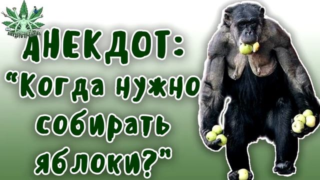 ЛУЧШИЕ АНЕКДОТЫ. КОГДА НУЖНО СОБИРАТЬ ЯБЛОКИ смотреть онлайн