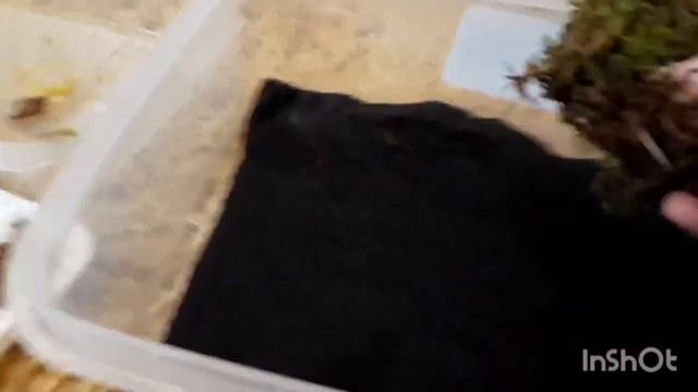 Переселение улитят❤ Им почти 2 месяца😍