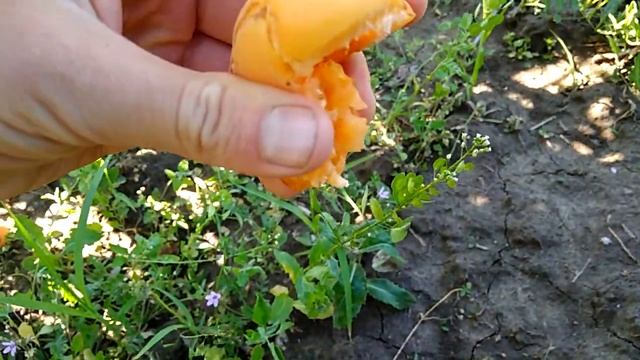 Абрикос Монастырский смотреть онлайн