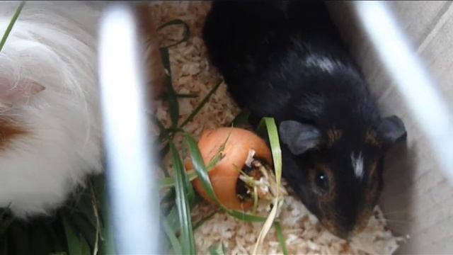 Морские свинки отправляем в новый дом Купить морскую свинку смотреть онлайн