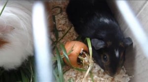 Морские свинки отправляем в новый дом  Купить морскую свинку