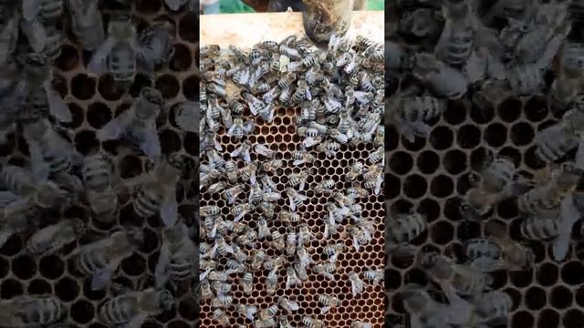 Вучковская Карпатка F-0 на 02.07.21. смотреть онлайн