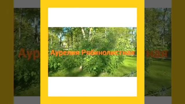 Аурелия рябинолистная...