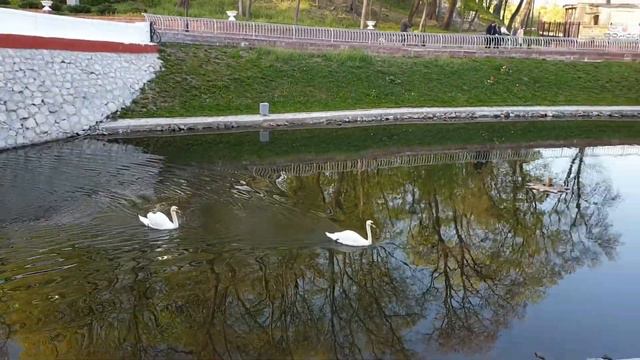 Лебеди под мостом в парке Гомеля смотреть онлайн