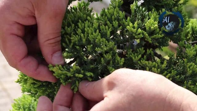 Juniperus Procumbens Nana (Sonare) - Limpeza de ramas смотреть онлайн